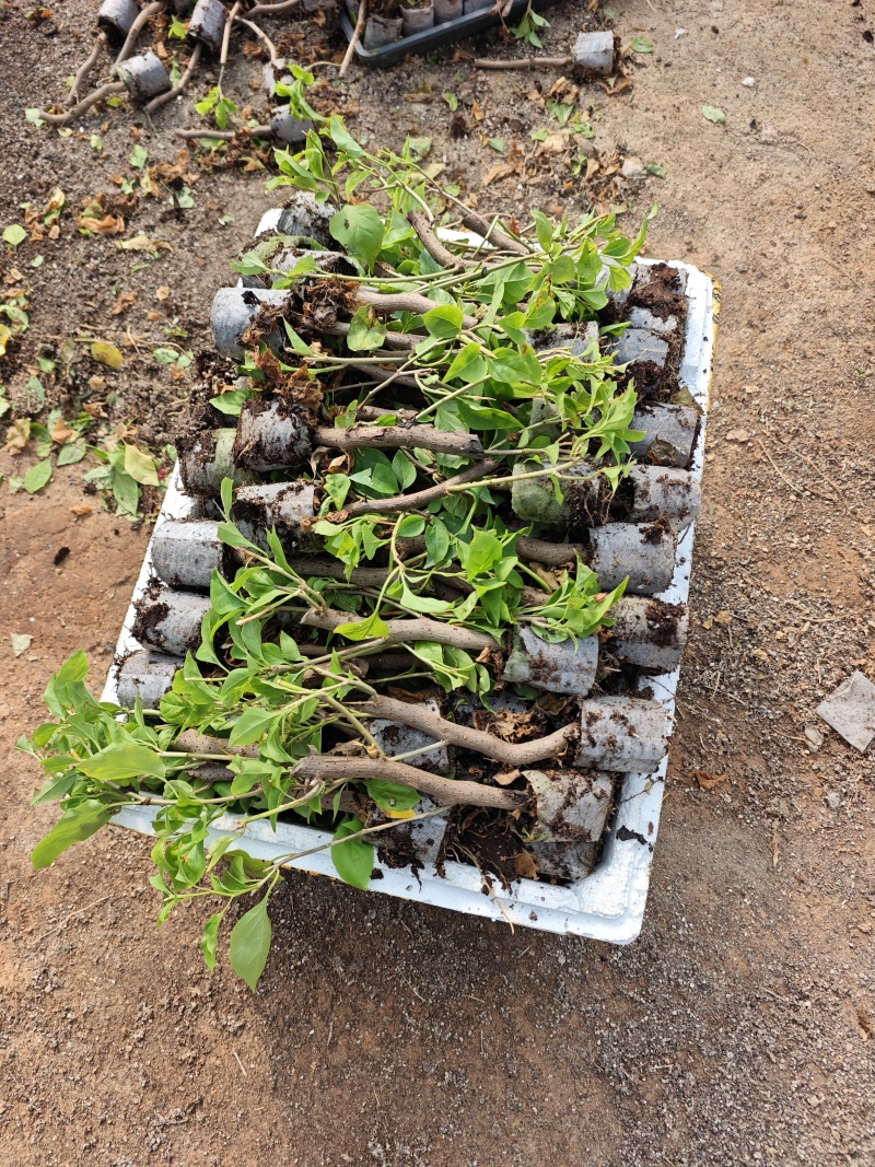三角梅小苗品种齐全福建袋苗无纺布三角梅小苗基地批发