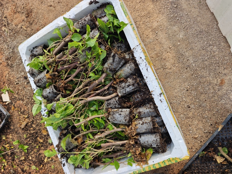 三角梅小苗品种齐全福建袋苗无纺布三角梅小苗基地批发