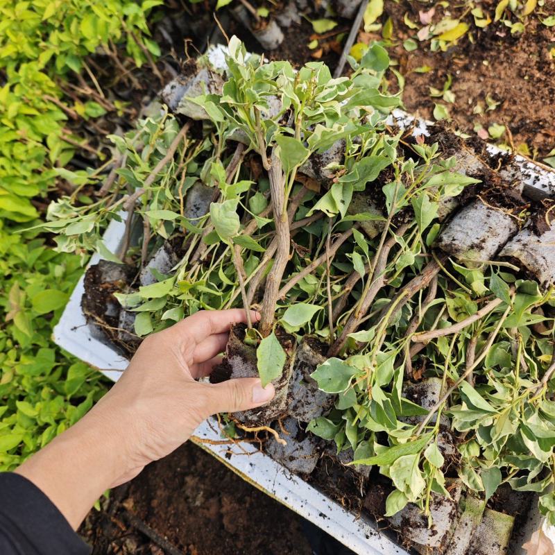 三角梅小苗品种齐全福建袋苗无纺布三角梅小苗基地批发