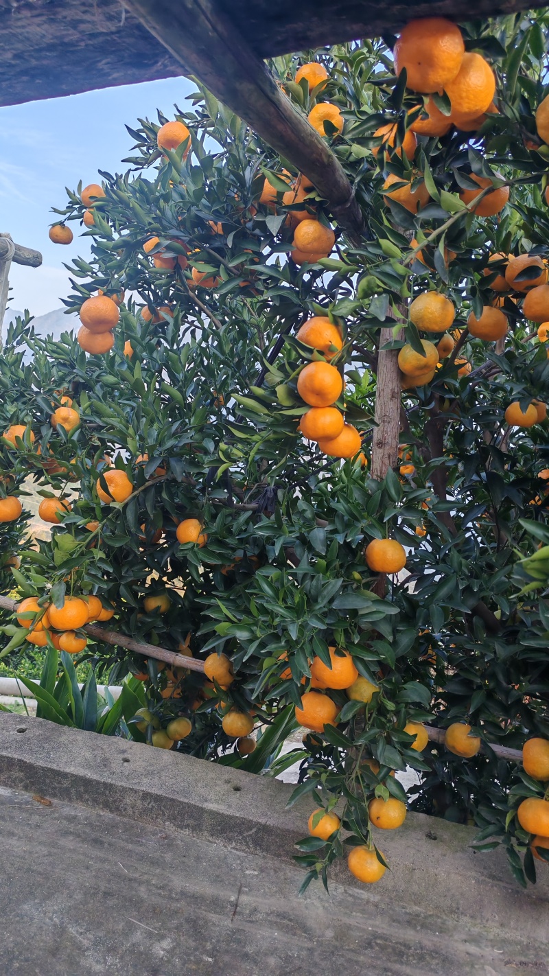 湖北秭归精品碰柑，口感纯甜，果面干净，货源充足