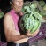 西瓜苗正宗微盟美都.黑神100黑无籽.秀佳二号美都