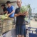 西瓜苗正宗微盟美都.黑神100黑无籽.秀佳二号美都