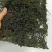 烘干马尾藻鞭炮笋长寿菜