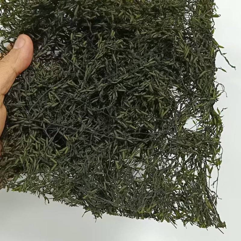 烘干马尾藻鞭炮笋长寿菜