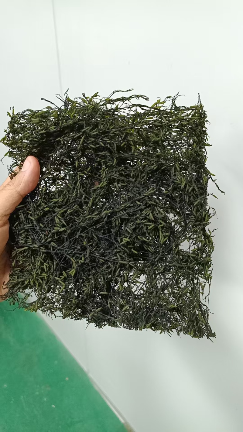 烘干马尾藻鞭炮笋长寿菜