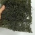 烘干马尾藻鞭炮笋长寿菜