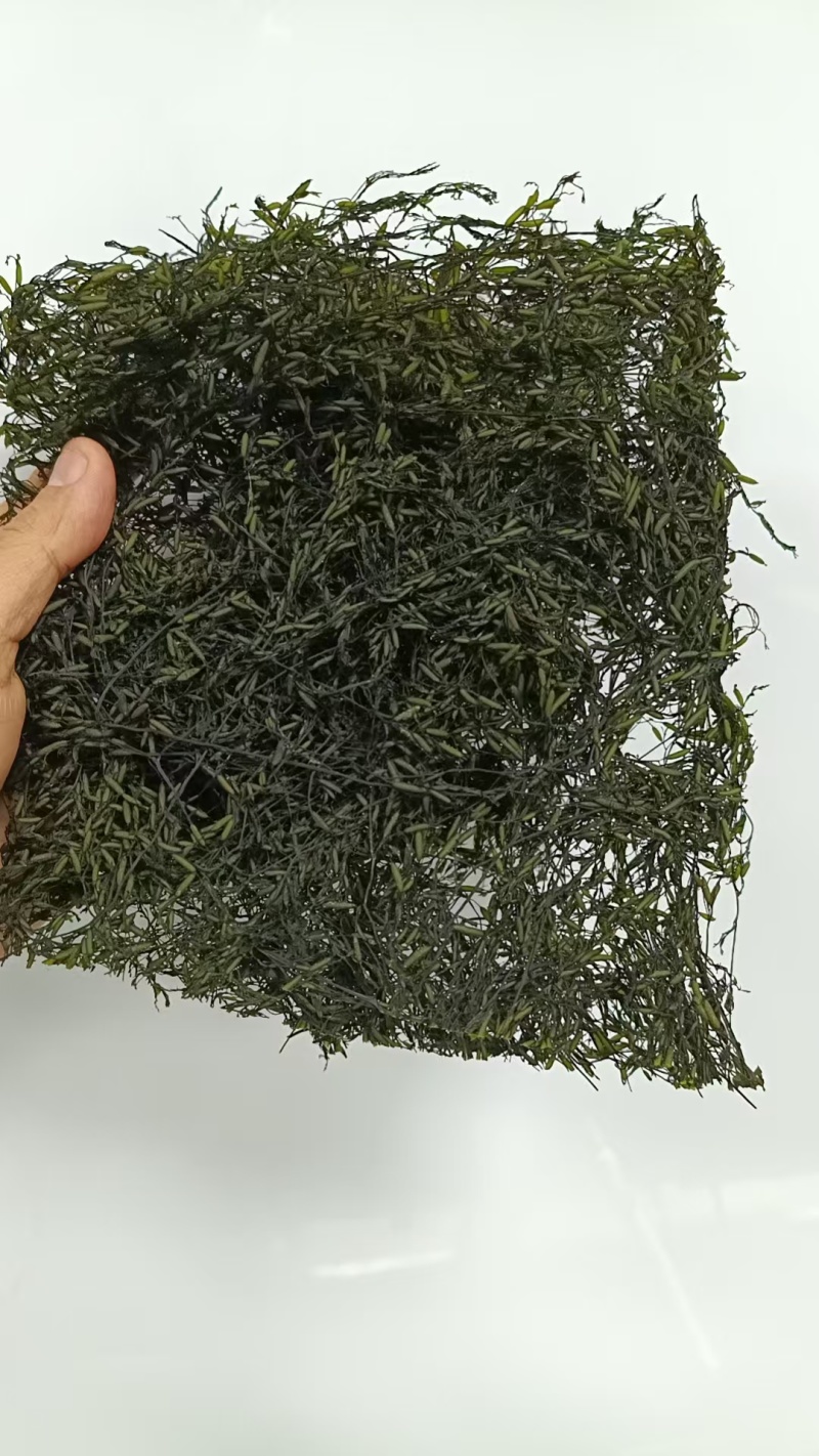 烘干马尾藻鞭炮笋长寿菜