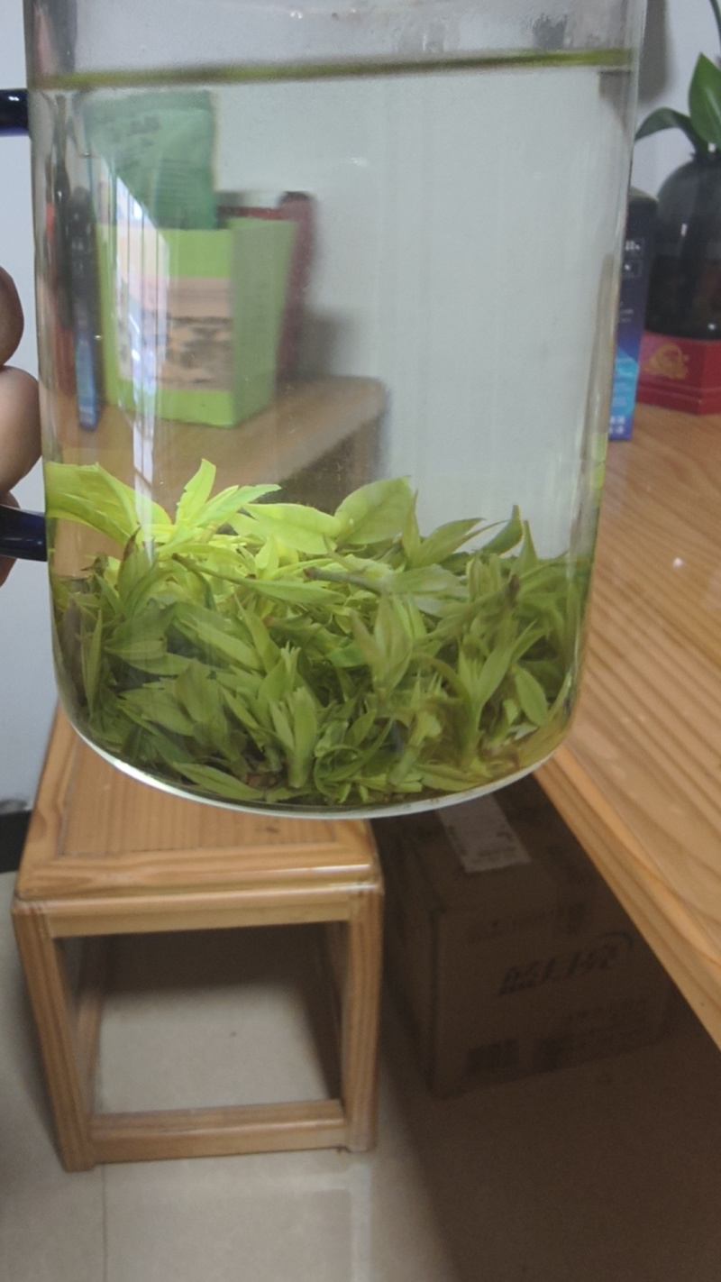 小叶苦丁