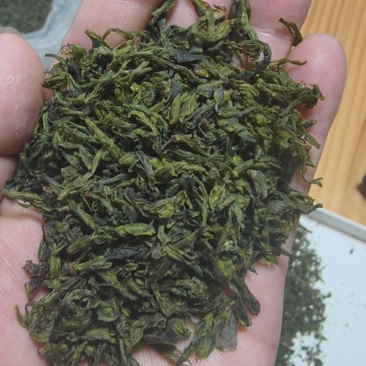 小叶苦丁
