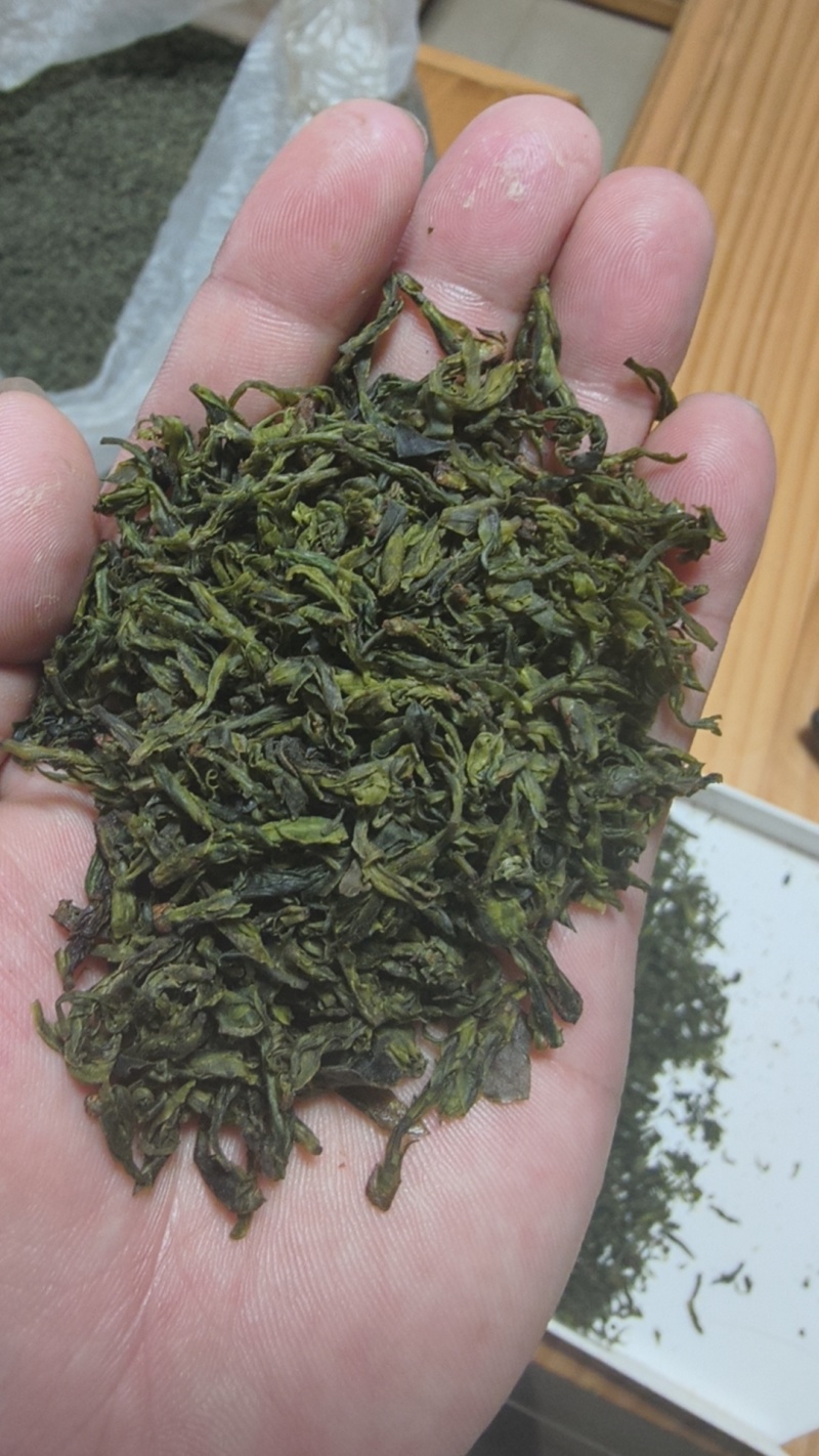 小叶苦丁