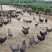 精品芦花鸡，自家农场五谷喂养，无抗生素，无药残，无激素