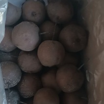 软儿梨，大量新鲜现货速发，产品保质保量欢迎选购