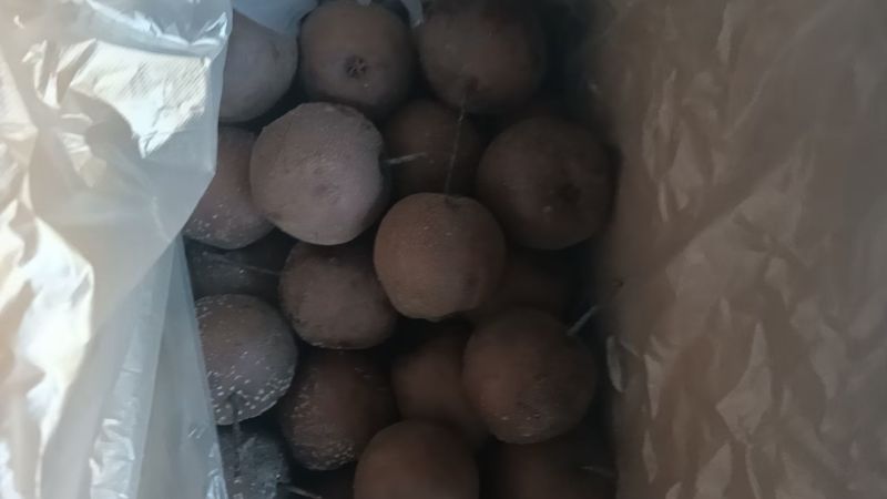 软儿梨，大量新鲜现货速发，产品保质保量欢迎选购