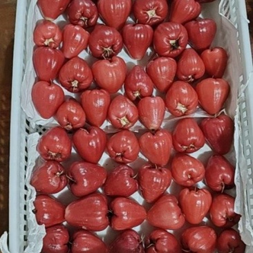 莲雾果
