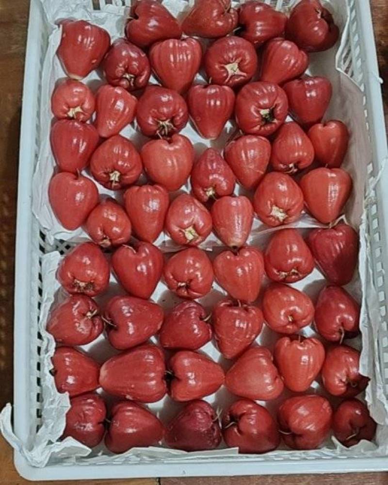 莲雾果