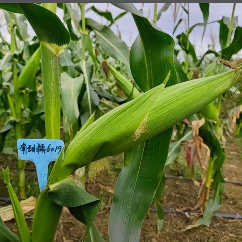 南甜糯6019甜糯玉米大棒口感好耐热性好甜糯玉米种子