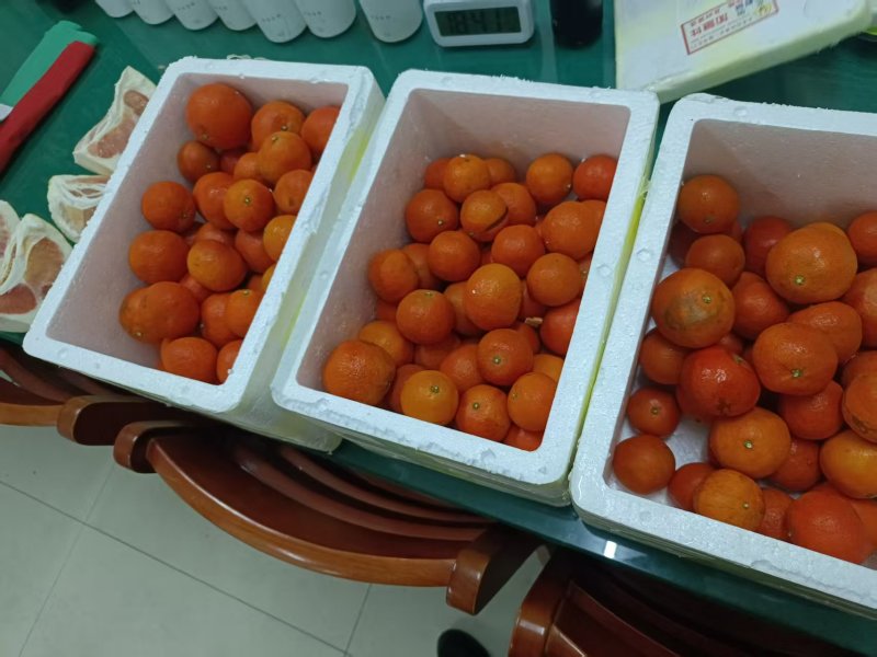广西贺州**东方红橘子（不零采）