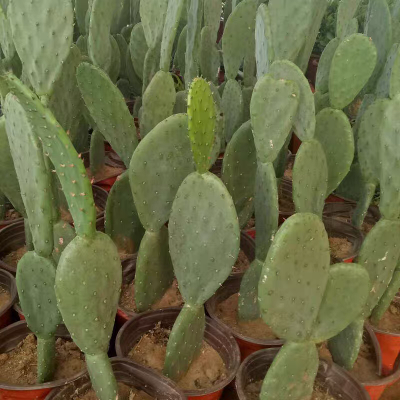 新鲜米邦塔仙人掌绿色多肉植物盆栽新鲜可食用美容院外敷内服