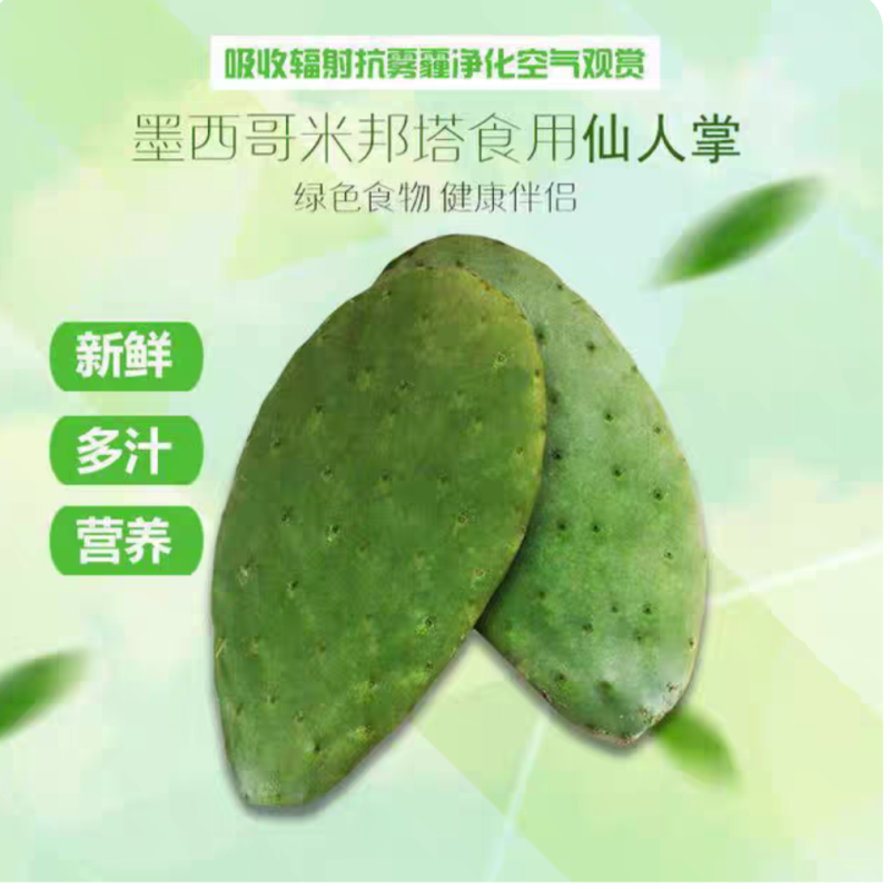 新鲜米邦塔仙人掌绿色多肉植物盆栽新鲜可食用美容院外敷内服