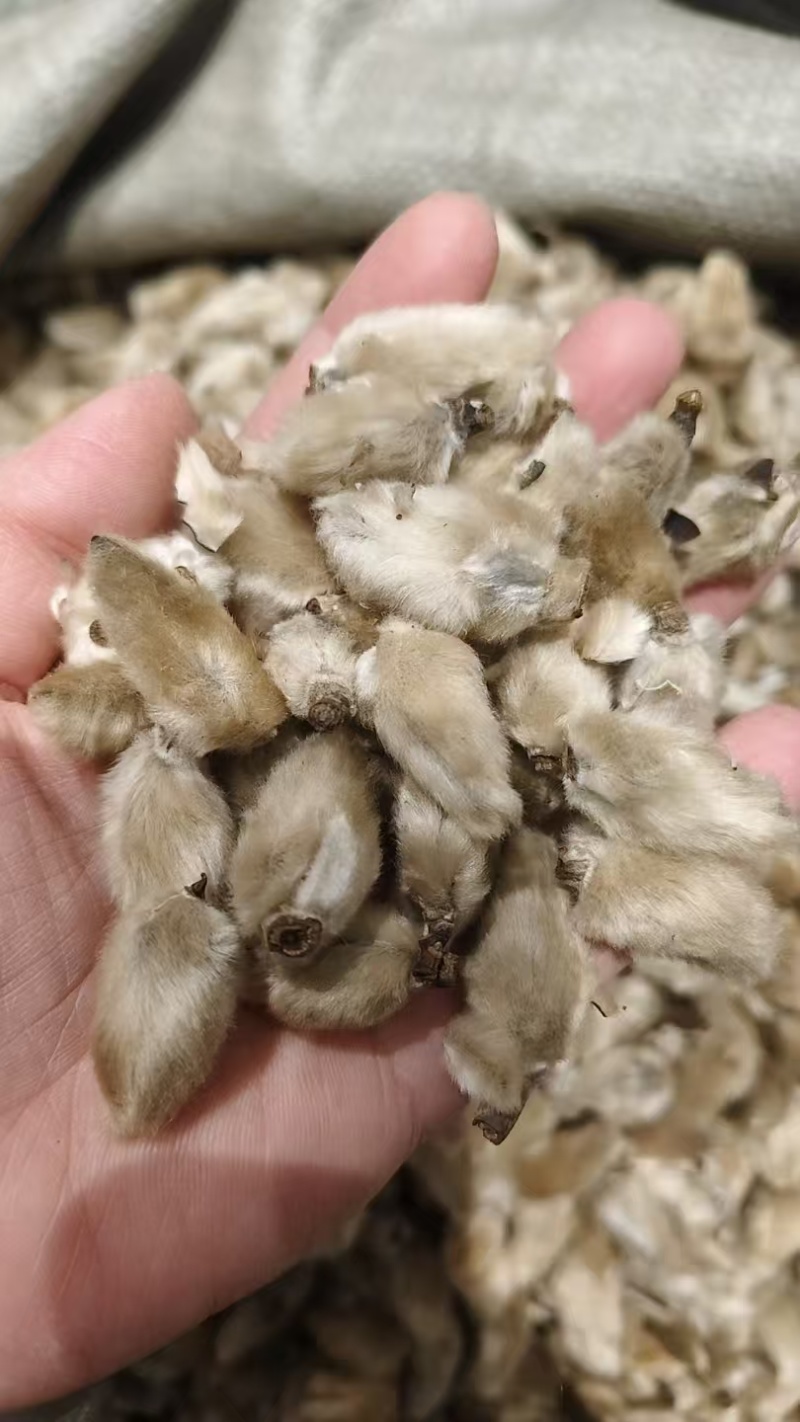 中药材辛夷花，辛夷香料，药食同源，各种规格量大从优