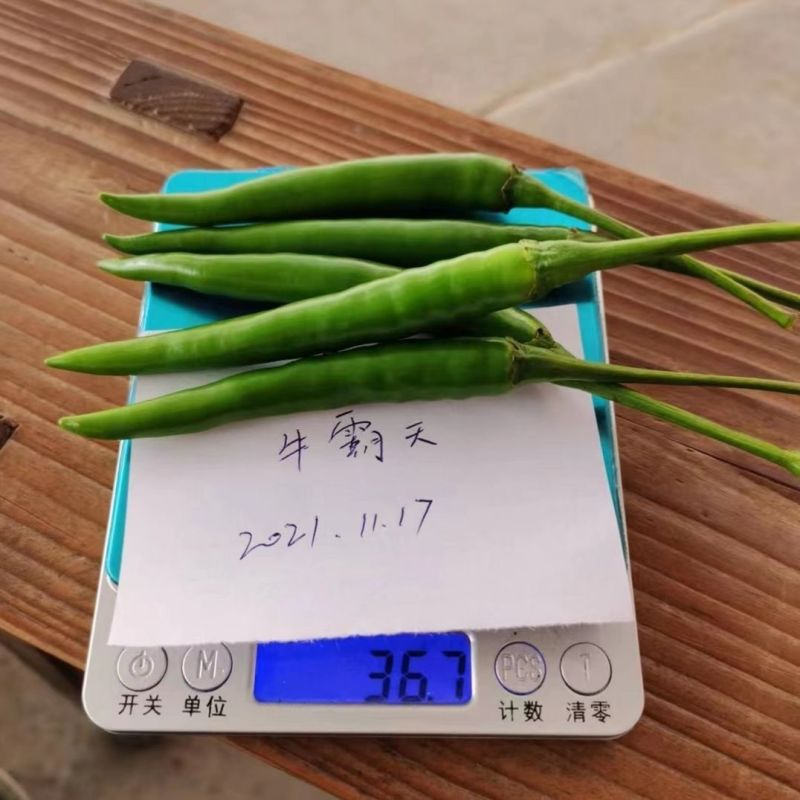 牛霸天大果朝天椒种子辣味浓高产硬果型朝天椒种籽大田基地种