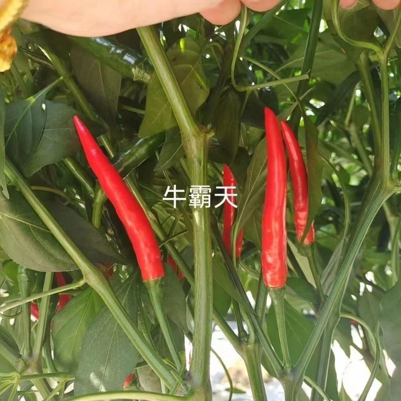 牛霸天大果朝天椒种子辣味浓高产硬果型朝天椒种籽大田基地种
