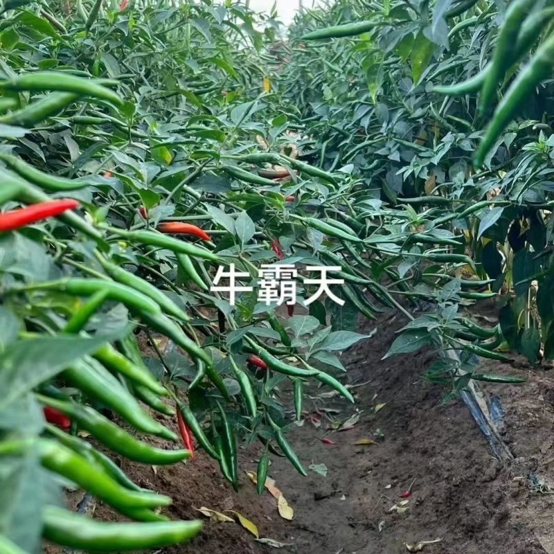 牛霸天大果朝天椒种子辣味浓高产硬果型朝天椒种籽大田基地种