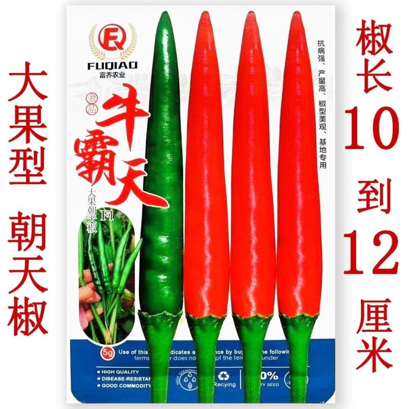 牛霸天大果朝天椒种子辣味浓高产硬果型朝天椒种籽大田基地种