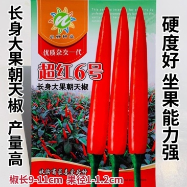 超红6号朝天椒种子籽长身大果高产朝天椒种籽硬度好坐果率高
