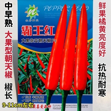 霸王红大果朝天椒种子抗热耐寒硬度好高产朝天椒种子籽基地播