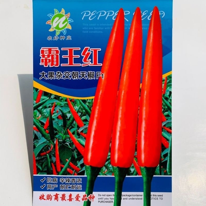 霸王红大果朝天椒种子抗热耐寒硬度好高产朝天椒种子籽基地播
