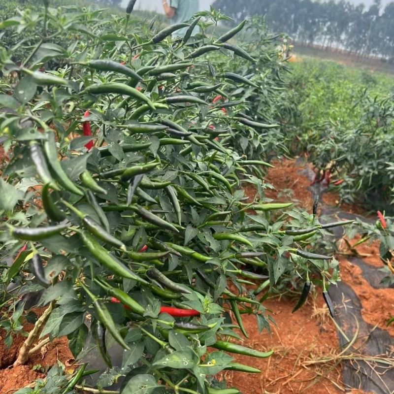 霸王红大果朝天椒种子抗热耐寒硬度好高产朝天椒种子籽基地播