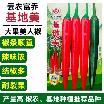 大果美人椒种子辣味浓香高产耐运输基地推荐品种尖椒青红两用