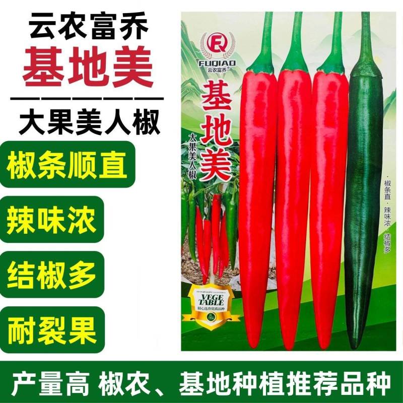 大果美人椒种子辣味浓香高产耐运输基地推荐品种尖椒青红两用