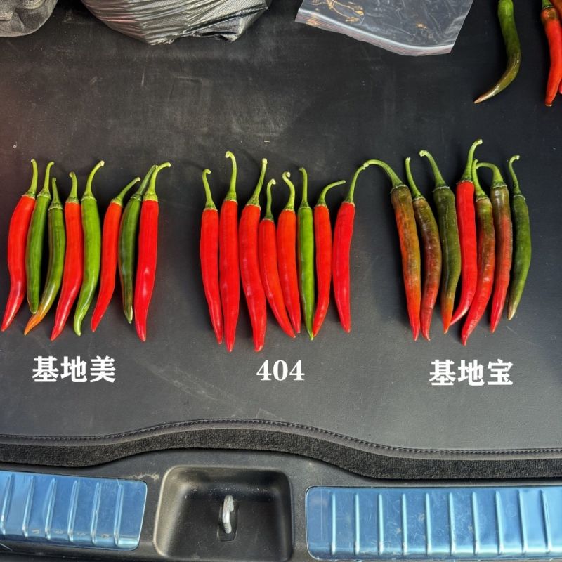 大果美人椒种子辣味浓香高产耐运输基地推荐品种尖椒青红两用