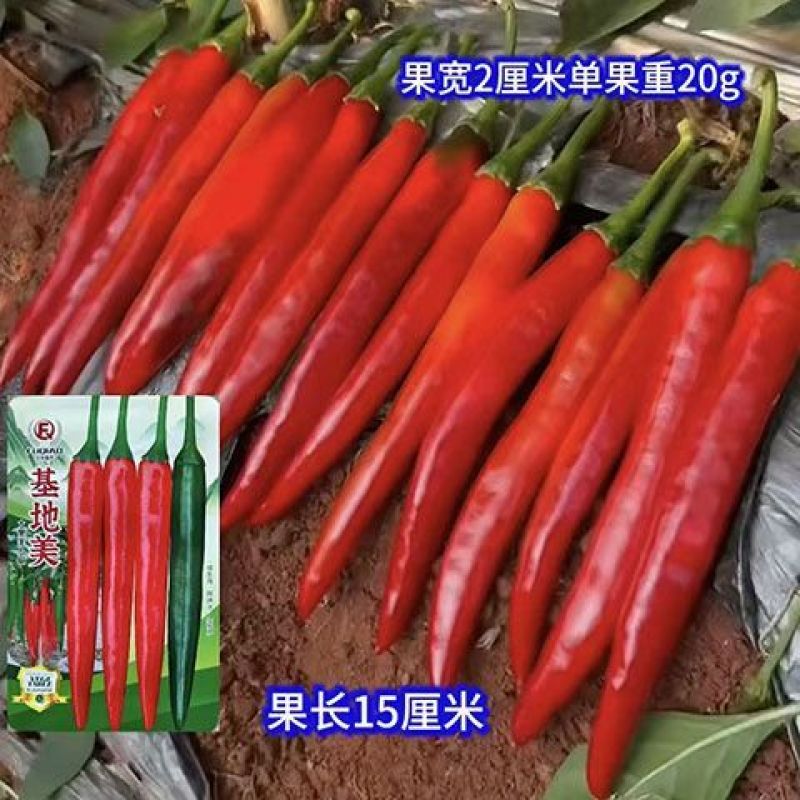 大果美人椒种子辣味浓香高产耐运输基地推荐品种尖椒青红两用