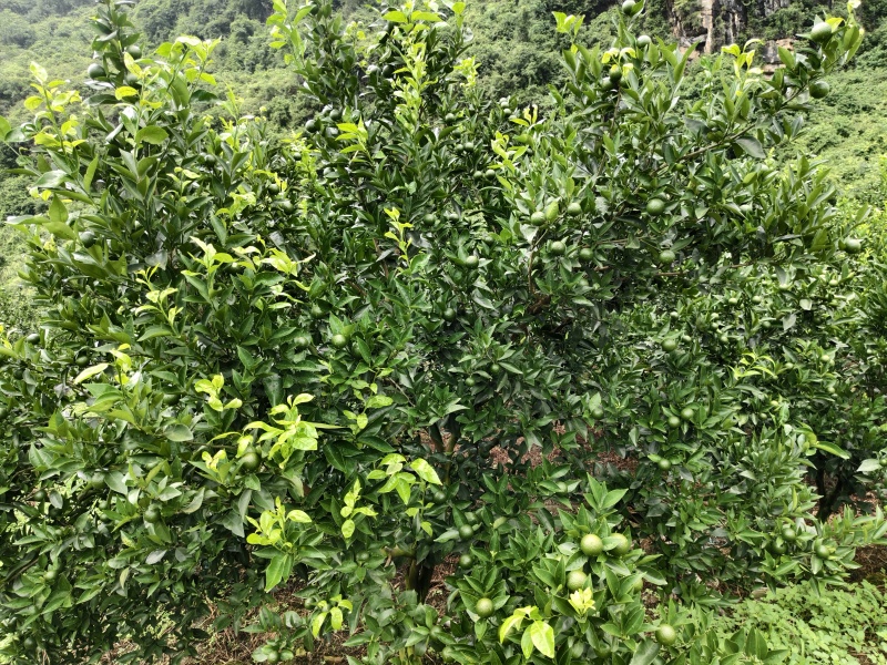 东方红蜜桔