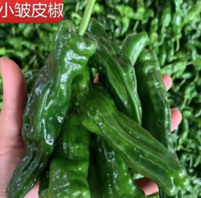 皱皮椒一手货源产地直发价格优惠品质保证合作共赢