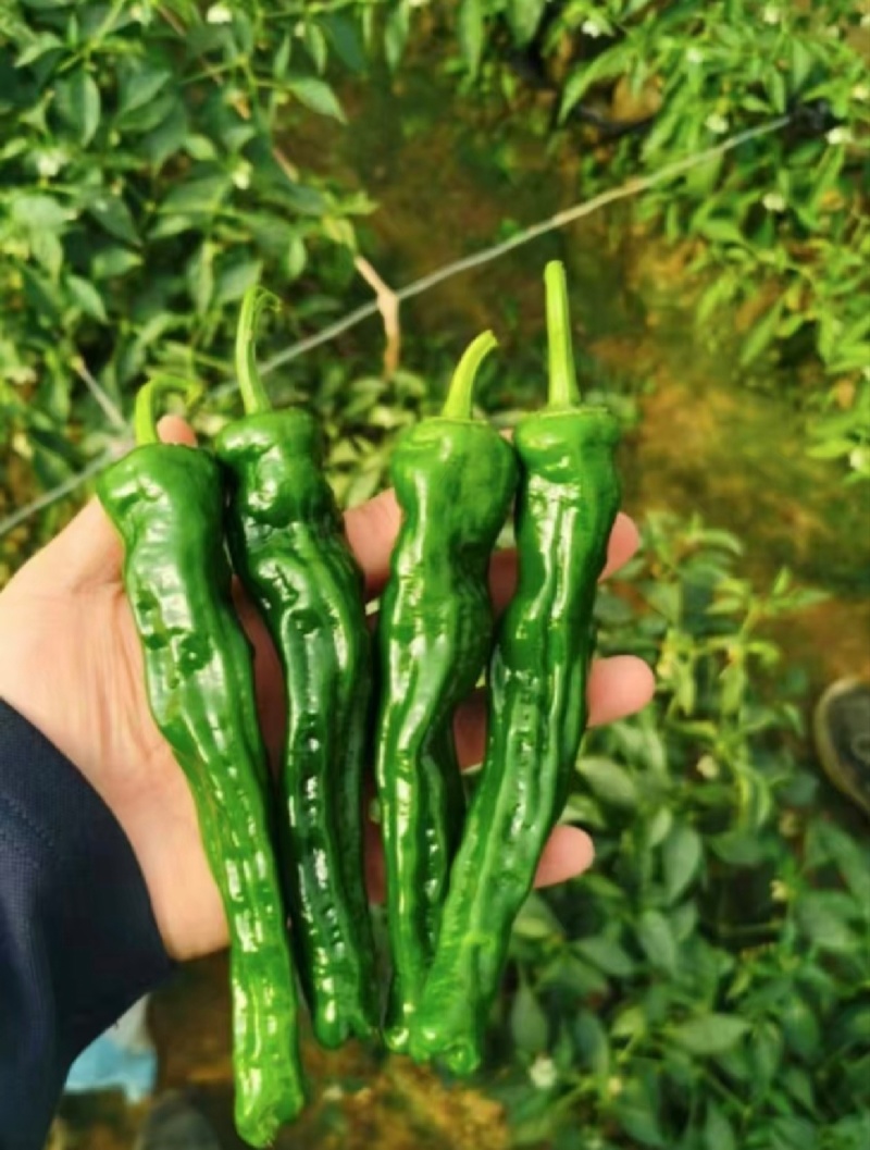 皱皮椒一手货源产地直发价格优惠品质保证合作共赢
