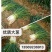 大葱，蔬菜批发基地，百亩大葱市场基地，大量出货中