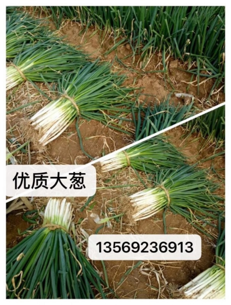 大葱，蔬菜批发基地，百亩大葱市场基地，大量出货中