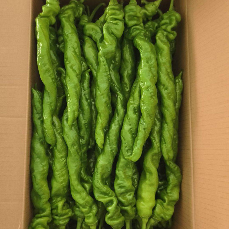 螺丝椒陇椒大量有货全国对接质量保证欢迎进店