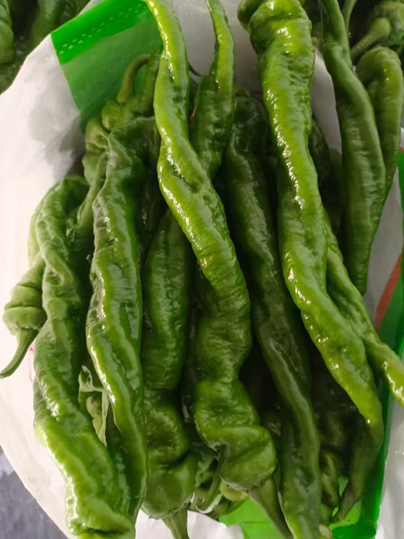 螺丝椒陇椒大量有货全国对接质量保证欢迎进店