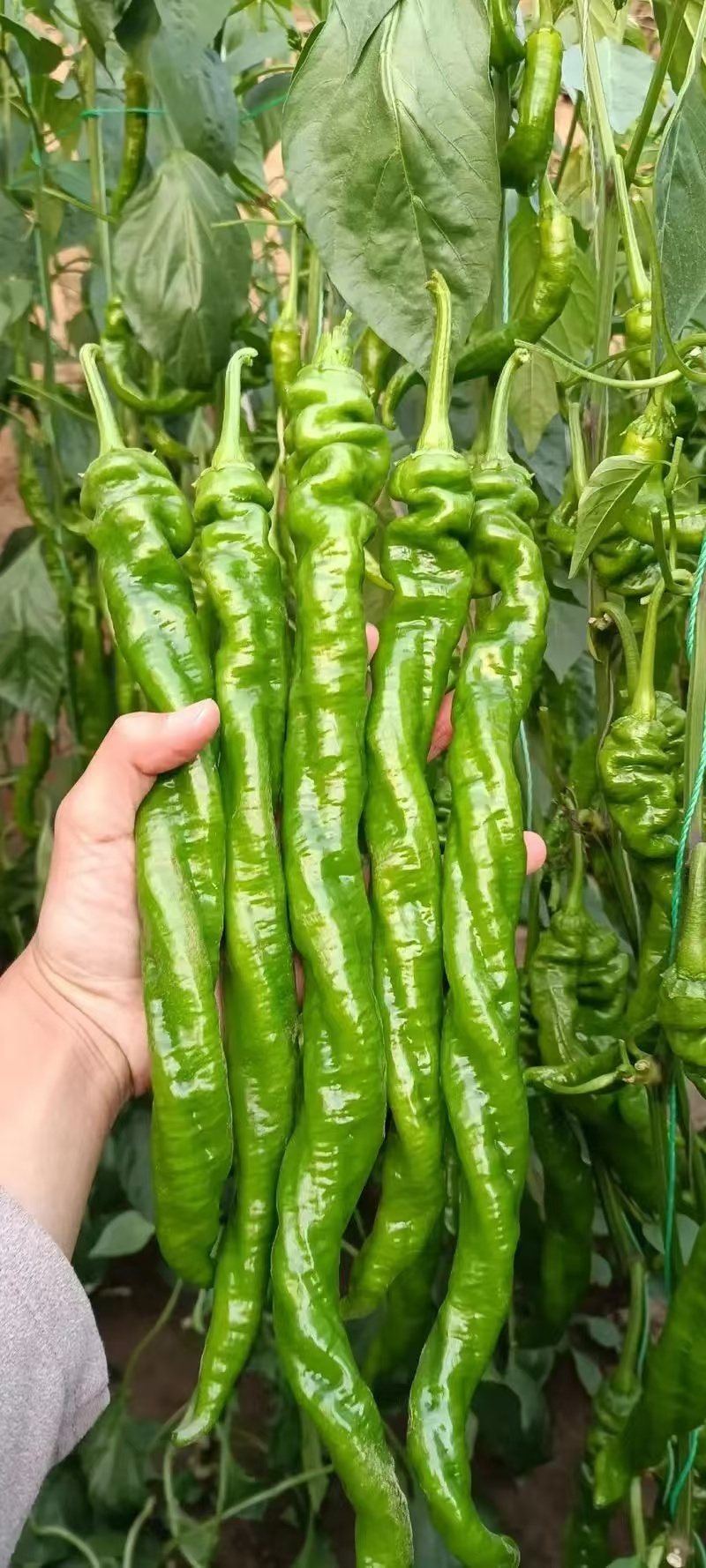 螺丝椒陇椒大量有货全国对接质量保证欢迎进店
