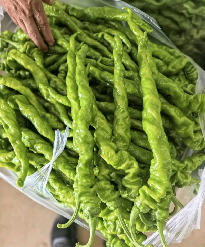 螺丝椒陇椒大量有货全国对接质量保证欢迎进店