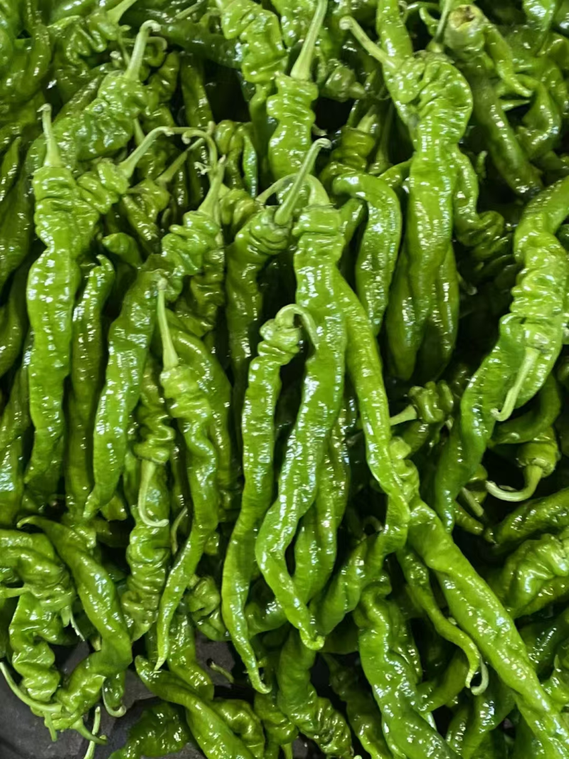 螺丝椒陇椒大量有货全国对接质量保证欢迎进店