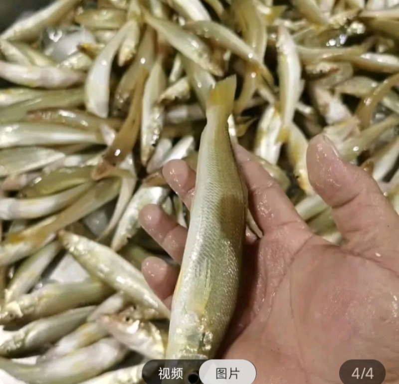 沙尖鱼，天然野生，湛江本地海域捕捞，冰鲜打包发货