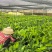 巴西威廉斯香蕉苗征地专用场地租期即将到期亏本出