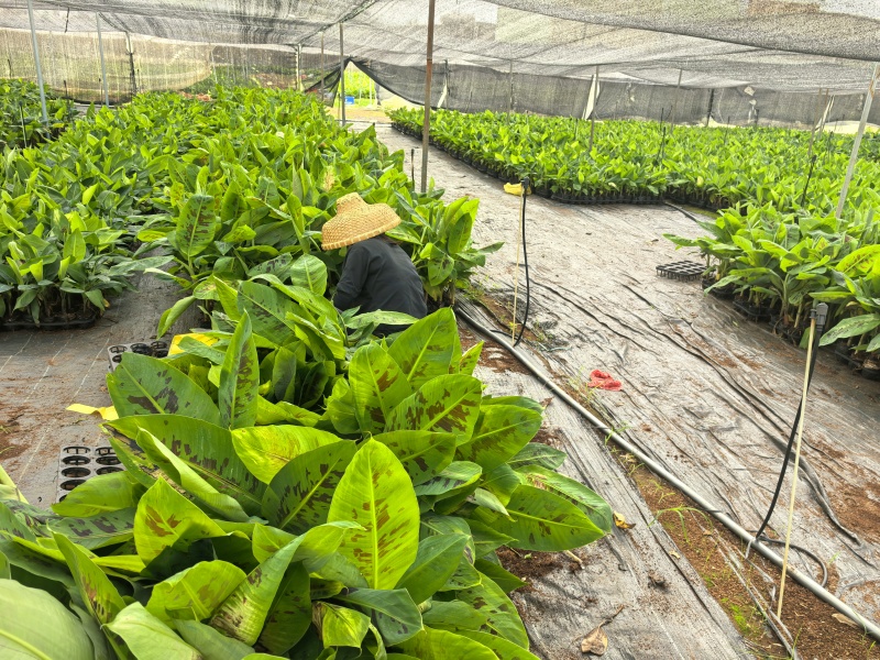 巴西威廉斯香蕉苗征地专用场地租期即将到期亏本出