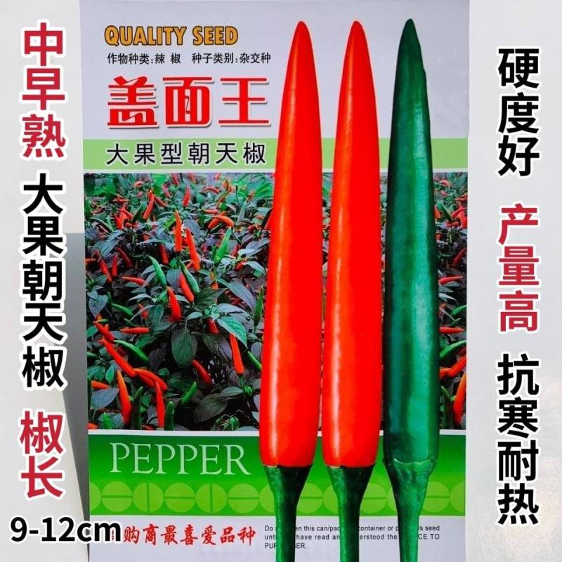 盖面王大果朝天椒种子硬度好耐寒耐热高产朝天椒种籽中早熟